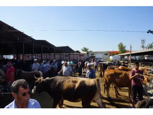 Pazarda hayvan çok, alan yok