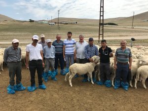 Ilgın'da damızlık koç dağıtıldı