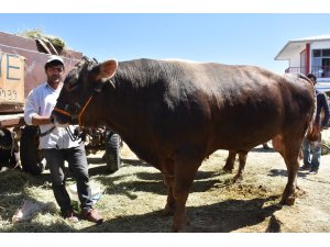 1200 kilogramlık boğa kurban pazarının gözdesi oldu