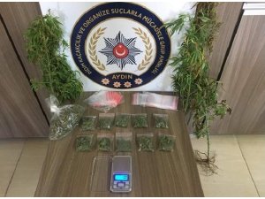 Saksıda yetiştirdiği uyuşturucuyu satarken yakalandı