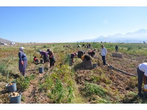 Nevşehir’de patates hasadı başladı