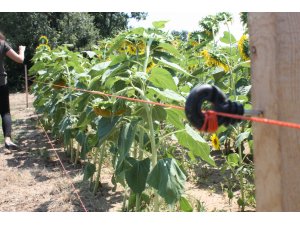 Keşan çiftçisi yaban domuzlarından dertli