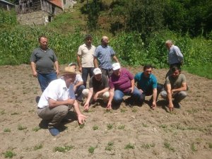 Giresun’un ilk kekik tarlası oluşturuldu