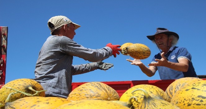 Konya Ovasında kavun hasadı zamanı