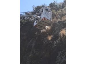 Uçurumda mahsur kalan keçileri itfaiye kurtardı
