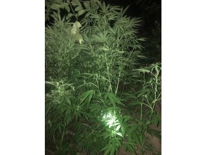 Sarıgöl’de uyuşturucu operasyonu