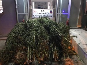 Ormanlık alanda 2 bin 350 kök Hint keneviri ele geçirildi