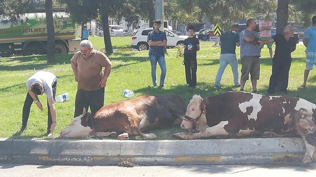 Havasız kalınca... Kurbanlık danayı cadde ortasında kestiler!