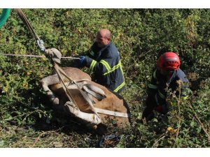 7 saat süren kaçak kurbanlık kovalamacası, hayvanın bayılmasıyla son buldu