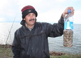 Zehirli yılanları elleriyle topluyor