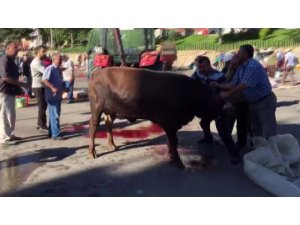 Boynu kesildikten sonra ayağa kalkan kurbanlık zor anlar yaşattı