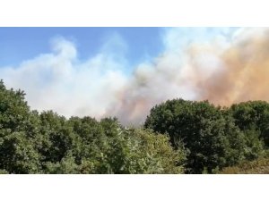 Pendik’te korkutan orman yangını