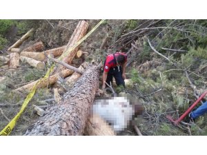 Kestiği ağacın altında kaldı, cesedi 4 gün sonra bulundu