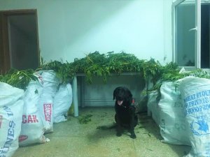 Amasya’da jandarmadan uyuşturucu operasyonu: 5 gözaltı