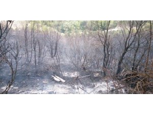 Biga’daki orman yangını kontrol altına alındı