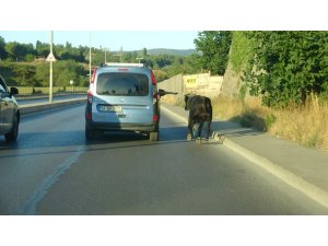 (Özel ) E-5 karayolunda kaçan boğayı yakalamak için ekipler seferber oldu