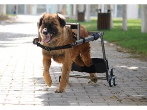 Vestel’in engelli hayvanları hayata bağlayan yürüteç projesine İngiltere’den ödül geldi