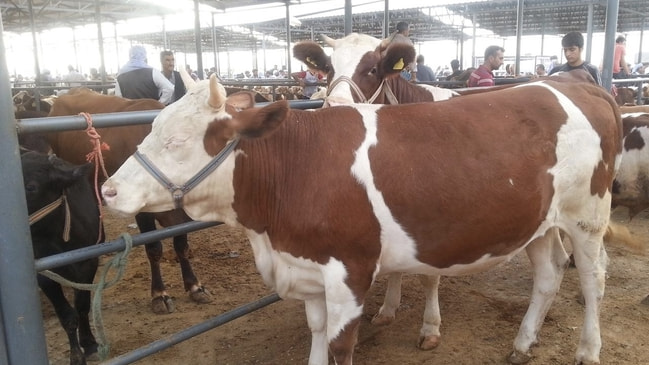 Açıklama geldi... Satılmayan kurbanlıklar ne olacak?