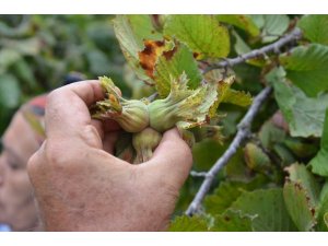 "TMO fındık alım sürecini başarılı şekilde sürdürüyor"