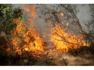 Havuzu bırakıp yangına koştular