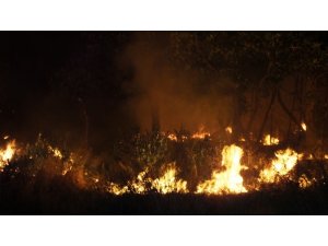 Burhaniye’de meydana gelen ot yangını mandalina bahçesini kül etti