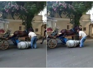 Faytona sürülen atın içler acısı hali