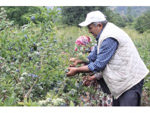 Dağ köyünün yüzünü güldürdü... Dönümden 80 bin lira kazanıyor