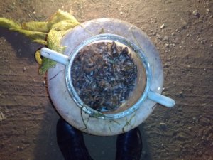 Kaçak kurbağa avcılarına suçüstü