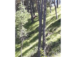 Aç kalan ayı, merada otlayan hayvanların yakınına kadar geldi