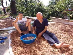 Fındık üreticilerinin harman nöbeti