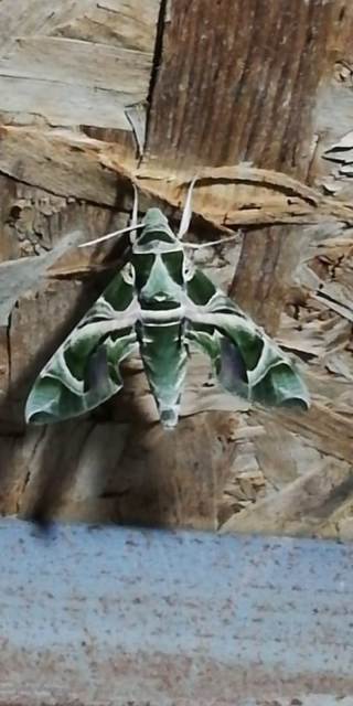 Seydişehir'de Mekik Kelebeği görüldü