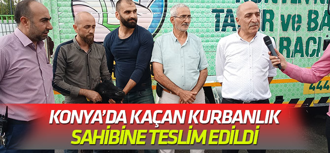 Konya'da kaçan kurbanlığı ekipler buldu