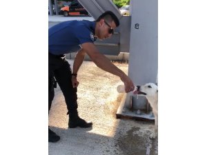 Polisin sokak köpeğine merhameti takdir topladı