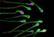 Ya kardeş çıkarsa ?