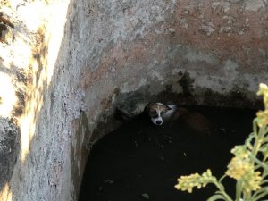 Sulama havuzuna düşen köpek böyle kurtarıldı