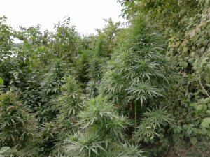 Jandarmadan uyuşturucu operasyonu: 2 gözaltı