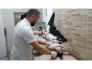 Avcıların vurduğu leylekler bundan sonra göç edemeyecek