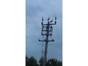 Göç eden leylekler için elektrikler kesildi