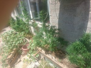 Evinin balkonunda hint keneviri yetiştiren şahıs gözaltına alındı