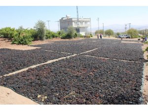 ‘Horoz karası’ cinsi üzüm kurutulmaya başlandı