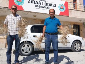 Bozkır'da örnek yerel buğday türleri hasatı