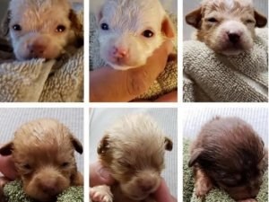 3 günlük köpek yavrularını çöpe atan kadına hapis cezası