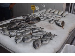 Eşkina balığı tezgahlardaki yerini almaya başladı