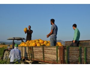 Kırkağaç kavununda ilk hasat yapıldı