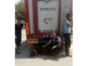 Akköprü deresine düşen inek itfaiye ekipleri tarafından kurtarıldı
