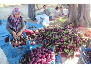 Patlıcan tarlada 25 kuruş