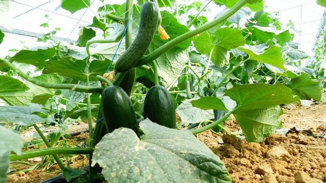 Seydişehirli yayla seracısı ilk hasadına başladı