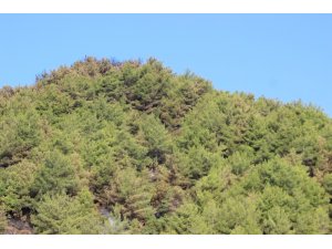Hatay’daki orman yangını söndürüldü
