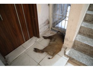 Kent merkezine getirilen domuz görenleri korkuttu