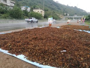 Yol kenarları fındık harmanı oldu
